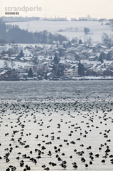 Deutschland  Baden-Württemberg  Bodensee mit Enten im Winter