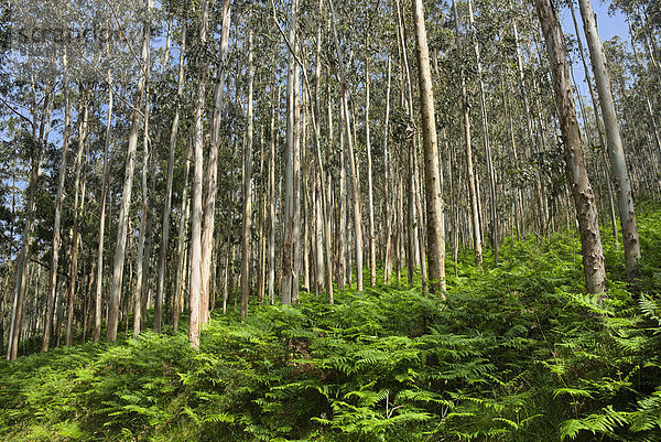 Spanien  Galizien  Wald mit Eukalyptusbäumen