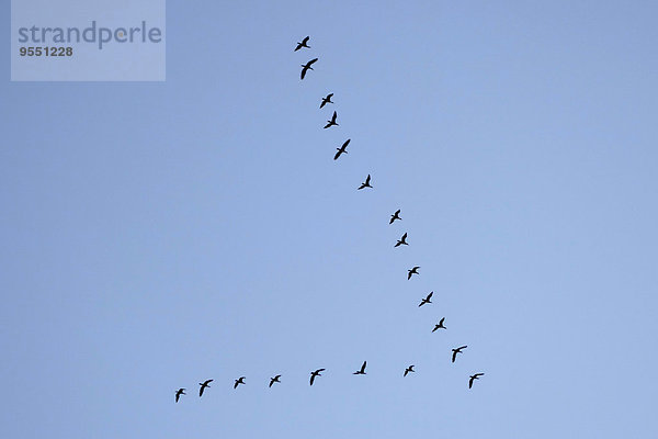 Bildung von Zugvögeln vor blauem Himmel