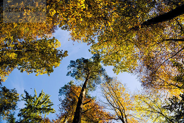 Deutschland  Baden-Württemberg  Naturpark Schönbuch  Bäume im Herbst