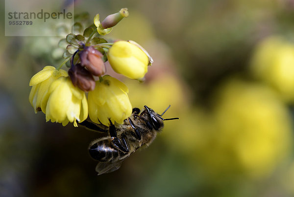 Honigbiene  Apis  an der Blüte hängend