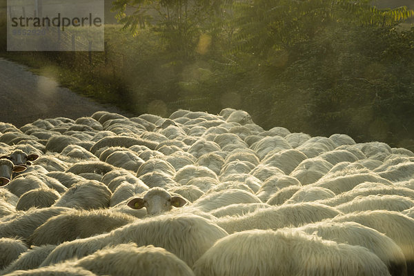 Italien  Toskana  Schafherde auf der Straße