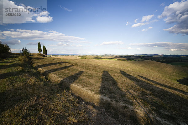 Italien  Toskana  Provinz Siena  Kreta Senesi  Zypressen bei Sonnenuntergang