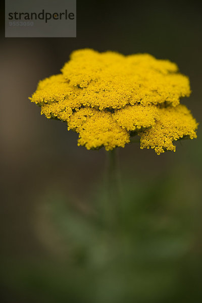 Farnschafgarbe  Achillea filipendulina