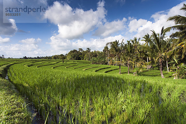 Indonesien  Bali  Blick auf Reisfelder
