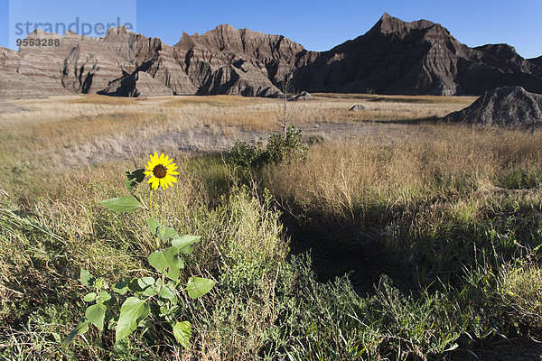 USA  South Dakota  Badlands Nationalpark  Landschaft  Sonnenblumenwiese