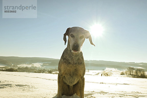 Deutschland  Bergisches Land  Hund in Winterlandschaft