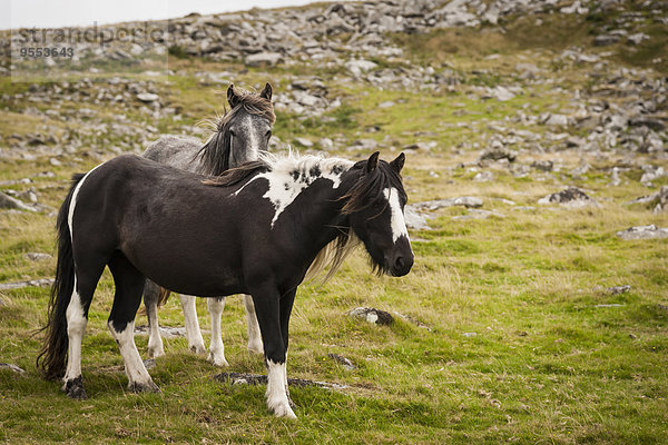Großbritannien  England  Cornwall  zwei Pferde