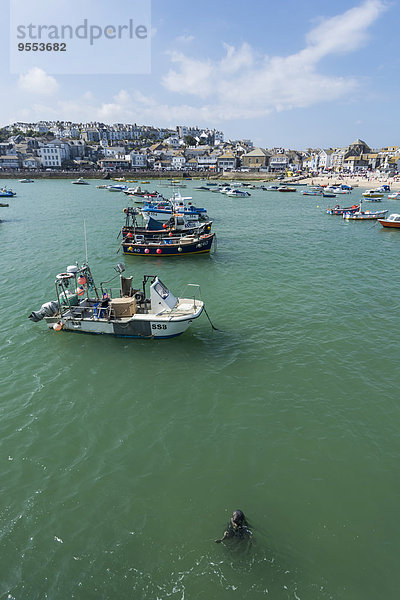 UK  England  Cornwall  St. Ives  Boote und Robben an der Küste