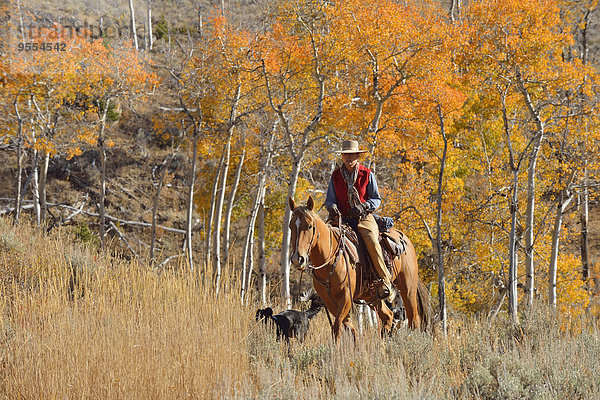 USA  Wyoming  Big Horn Mountains  Reiten Cowgirl im Herbst