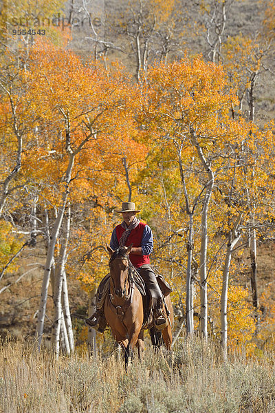 USA  Wyoming  Big Horn Mountains  Reiten Cowboy im Herbst