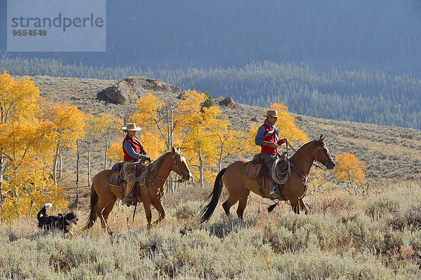 USA  Wyoming  Big Horn Mountains  Reiten Cowboy und Cowgirl im Herbst