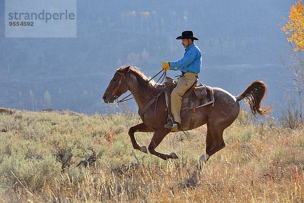 USA  Wyoming  Big Horn Mountains  Reiten Cowboy im Herbst