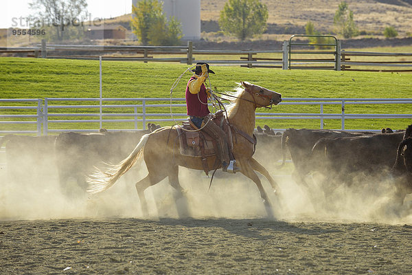 USA  Wyoming  Cowboy beim Viehtrieb