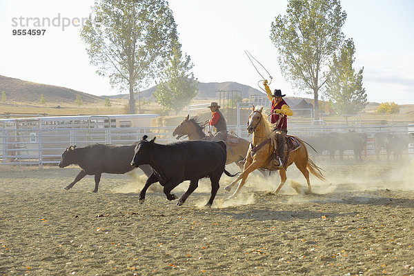 USA  Wyoming  Cowboy und Cowgirl beim Viehtrieb