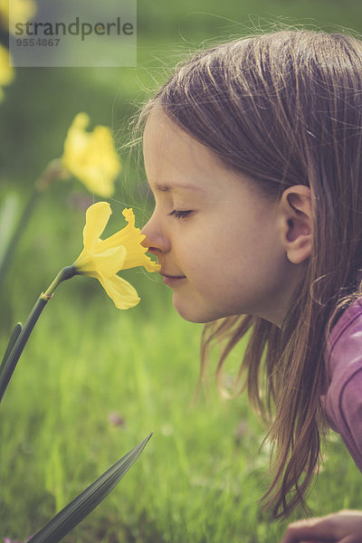 Kleines Mädchen riecht nach Narzisse  Narcissus pseudonarcissus
