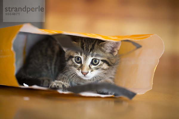 Junge Katze im Papiersack liegend