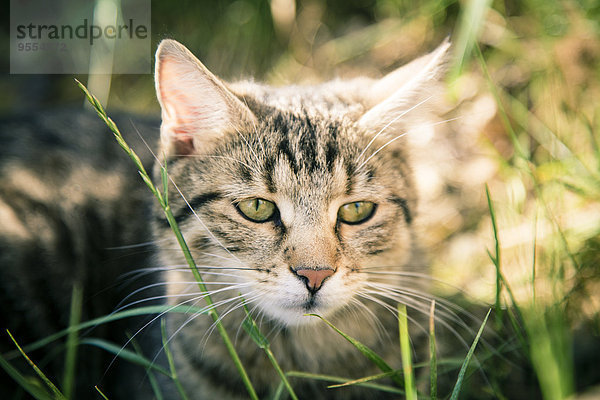 Portrait einer Katze im Gras sitzend