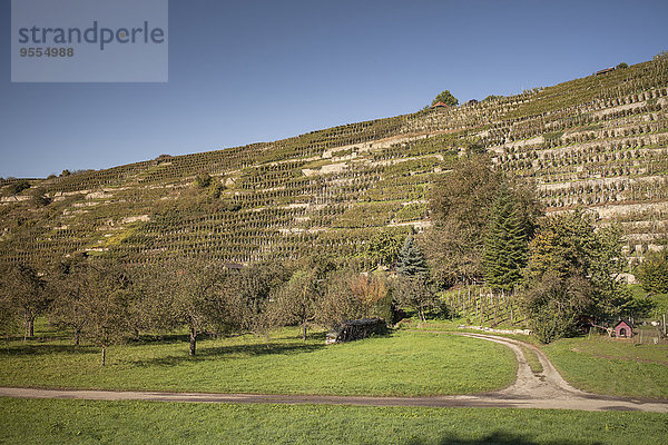 Deutschland  Baden-Württemberg  Mühlhausen  Weinberg im Herbst