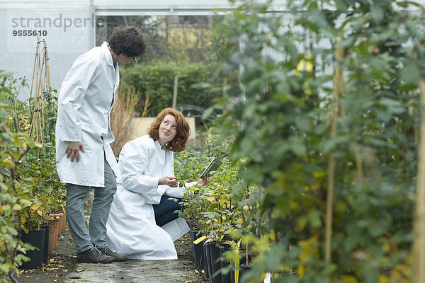Zwei Wissenschaftlerinnen kontrollieren Pflanzen in einem Gewächshaus