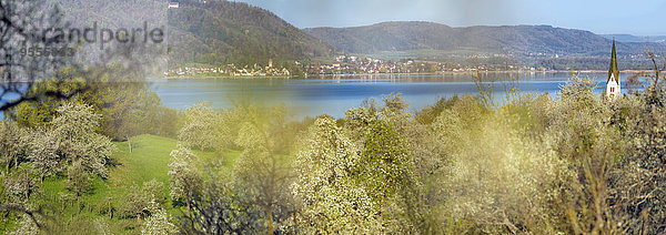 Deutschland  Baden-Württemberg  Bodensee  Sipplingen  blühende Bäume und Kirchturm