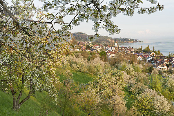 Deutschland  Baden-Württemberg  Bodensee  Sipplingen  blühende Bäume und Stadtbild mit Kirche