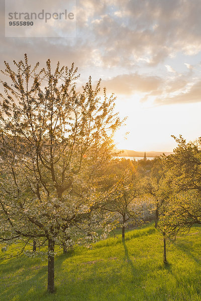 Deutschland  Baden-Württemberg  Bodensee  Sipplingen  blühende Bäume bei Sonnenuntergang