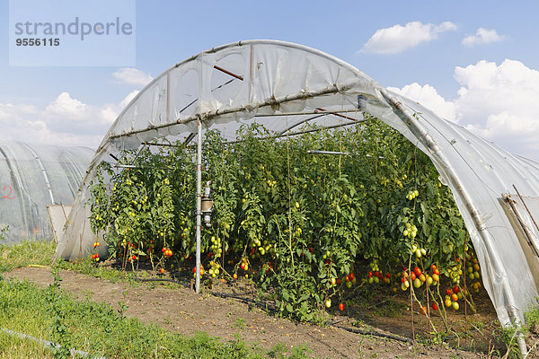 Österreich  Burgenland  Sankt Andrae am Zicksee  Gewächshäuser  Anbau von Tomatenpflanzen