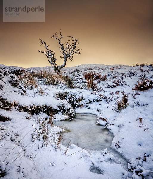 UK  Schottland  Isle of Skye  Baum im Winter