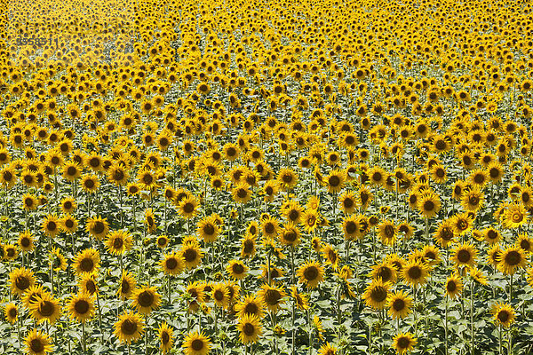 Frankreich  Provence  Sonnenblumenfeld  Helianthus annuus