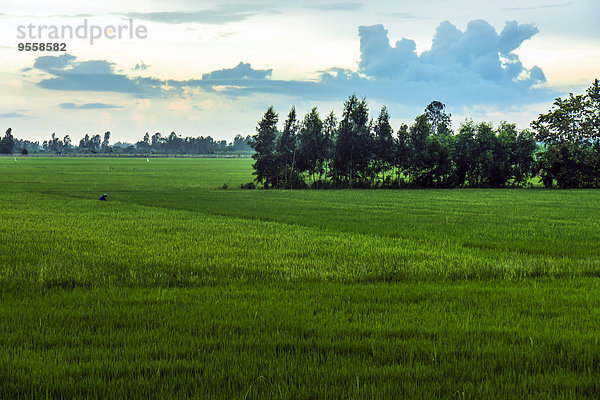 Vietnam  An Giang  Long Xuyen  Blick auf Reisfelder in der Abenddämmerung