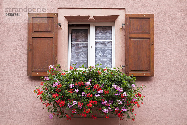 Frankreich  Elsass  Eguisheim  Fenster mit Fensterkasten und Geranien