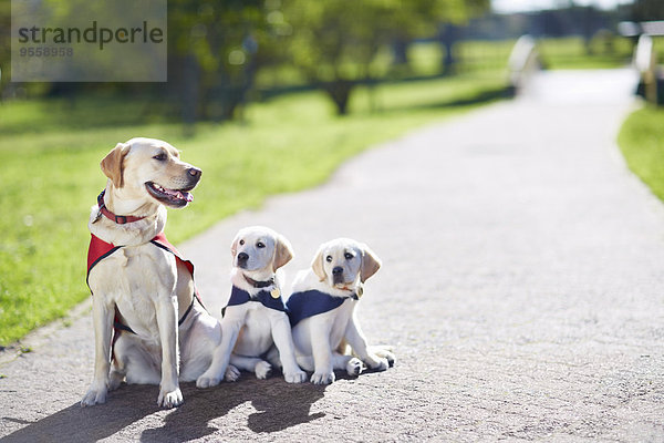 Drei Blindenhunde bei der Hundeausbildung