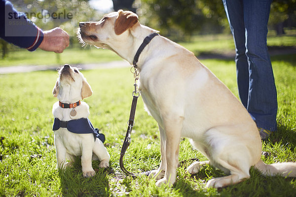 Blindenhunde bei der Hundeausbildung