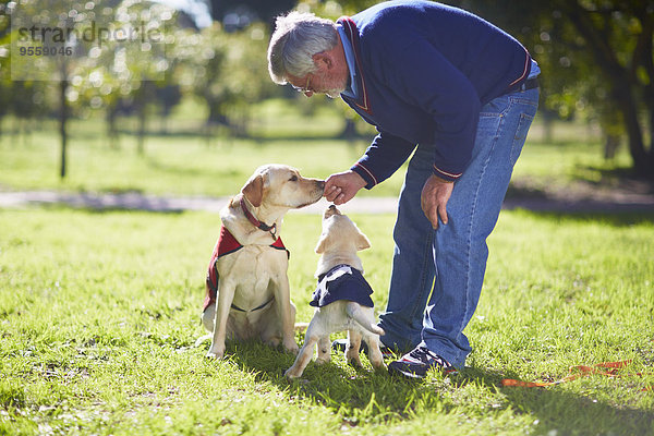 Zwei Blindenhunde bei der Hundeausbildung