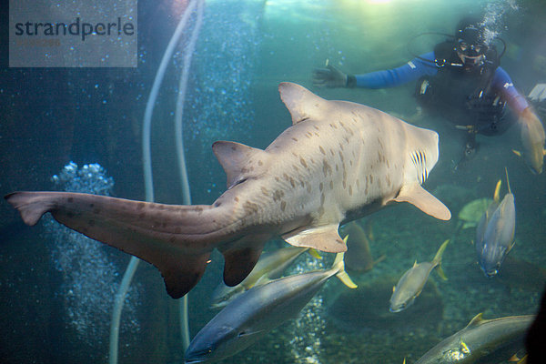 Hai und Taucher von Angesicht zu Angesicht im Aquarium