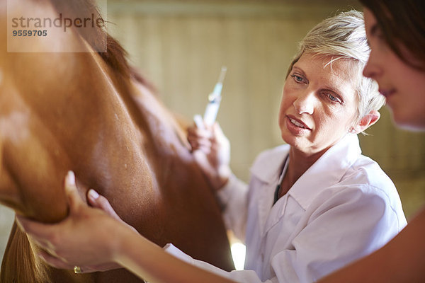 Tierarzt untersucht Pferd im Stall