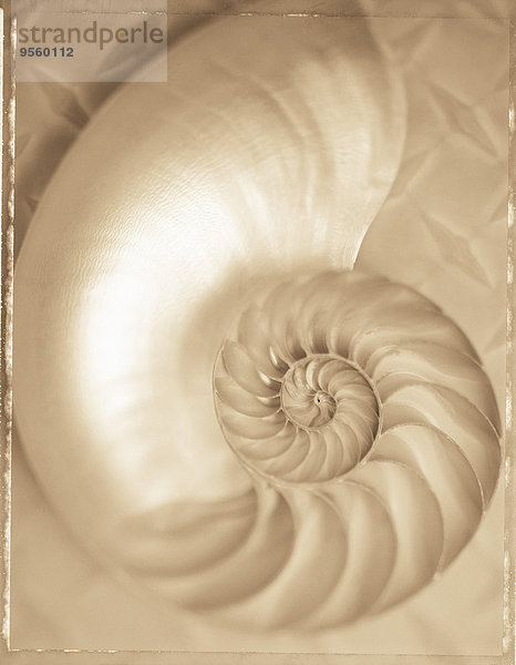 Close-up Schnecke Gastropoda