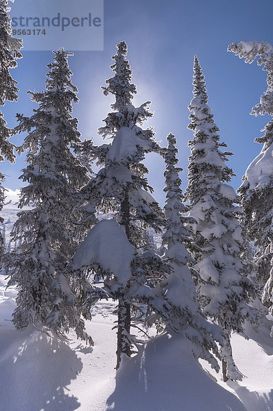 Baum Close-up immergrünes Gehölz British Columbia Kanada Kelowna Schnee