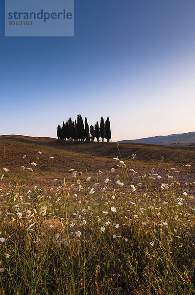 Landschaftlich schön landschaftlich reizvoll Baum Hügel Feld Ansicht Italien Toskana Val d'Orcia Provinz Siena