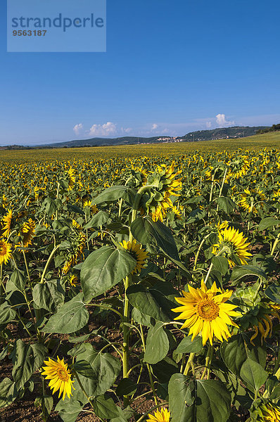 Italien Toskana Val d'Orcia Feld mit Sonnenblumen Provinz Siena