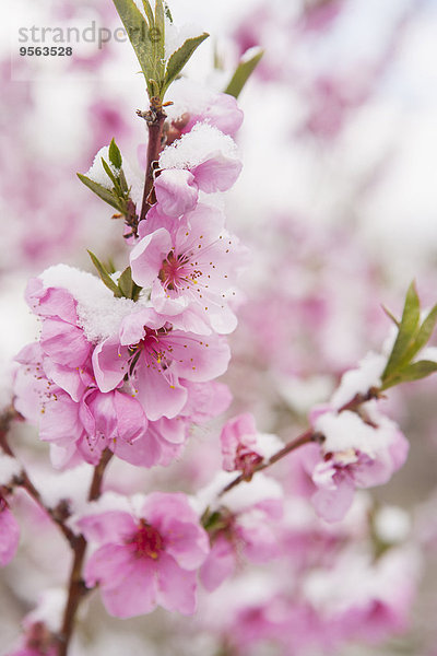 Vereinigte Staaten von Amerika USA bedecken Close-up blühen Pfirsich Schnee