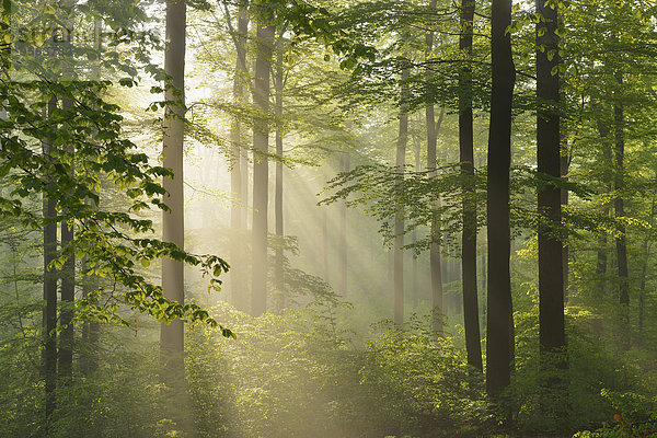 Sonnenstrahl europäisch Wald Buche Buchen Bayern Deutschland