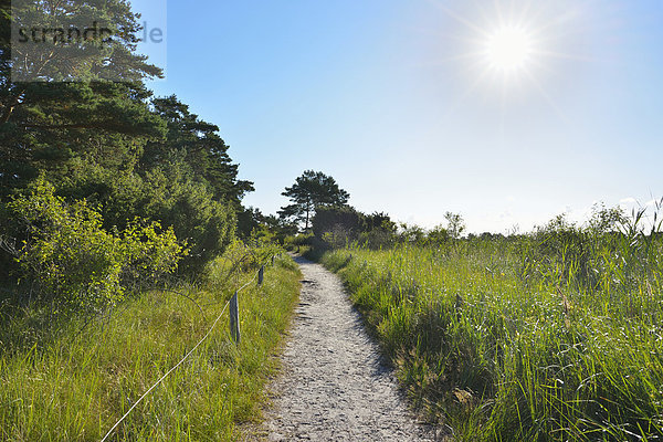 Sommer Weg Sand Ostsee Baltisches Meer Darß Darßer Ort Deutschland Prerow Sonne