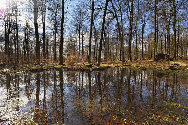 Wald früh Bayern Deutschland Teich