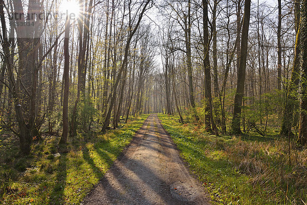 Naturschutzgebiet Weg Wald früh Deutschland Hessen Sonne
