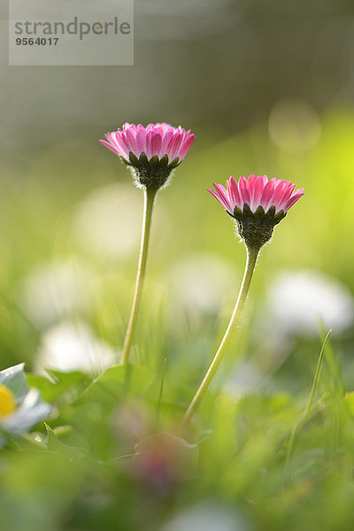 Close-up Wiese 2 Gänseblümchen Bellis perennis Bayern Deutschland