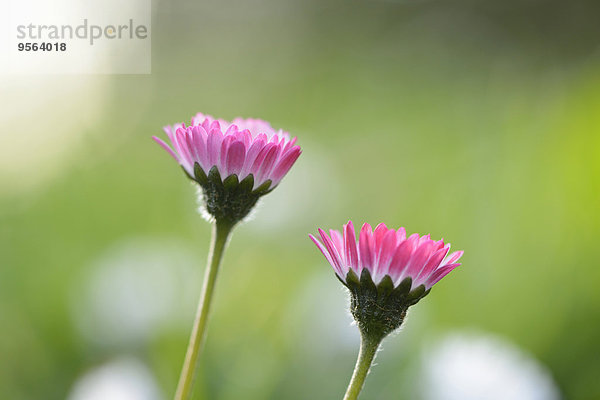 Close-up Wiese 2 Gänseblümchen Bellis perennis Bayern Deutschland