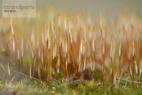 Wand Knospe Close-up Schraube Bayern Deutschland Moos