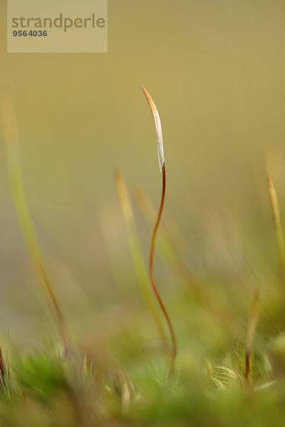 Wand Knospe Close-up Schraube Bayern Deutschland Moos